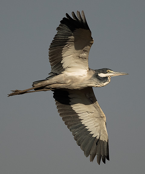 Black-headed Heron in flight